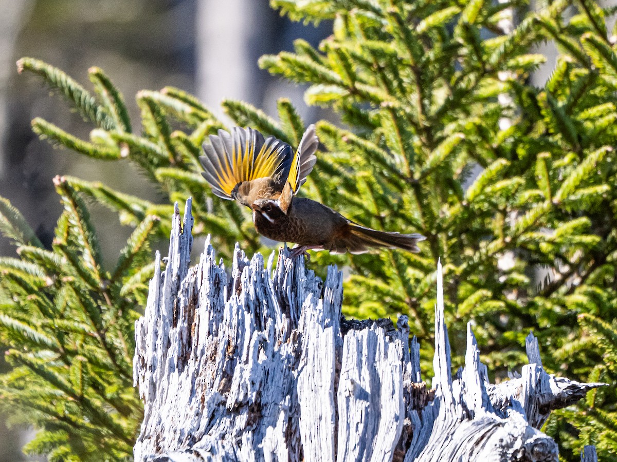 White-whiskered Laughingthrush - ML646821918
