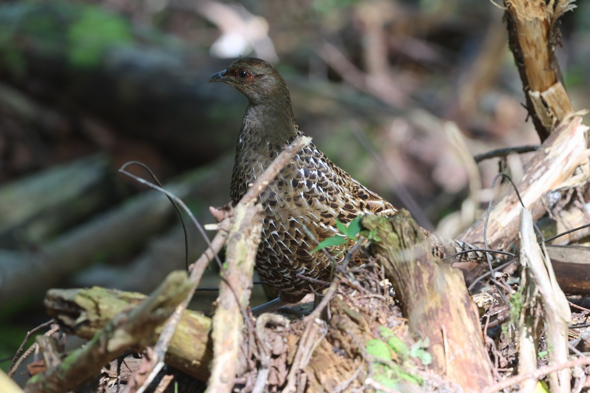 黑長尾雉 - ML646821920