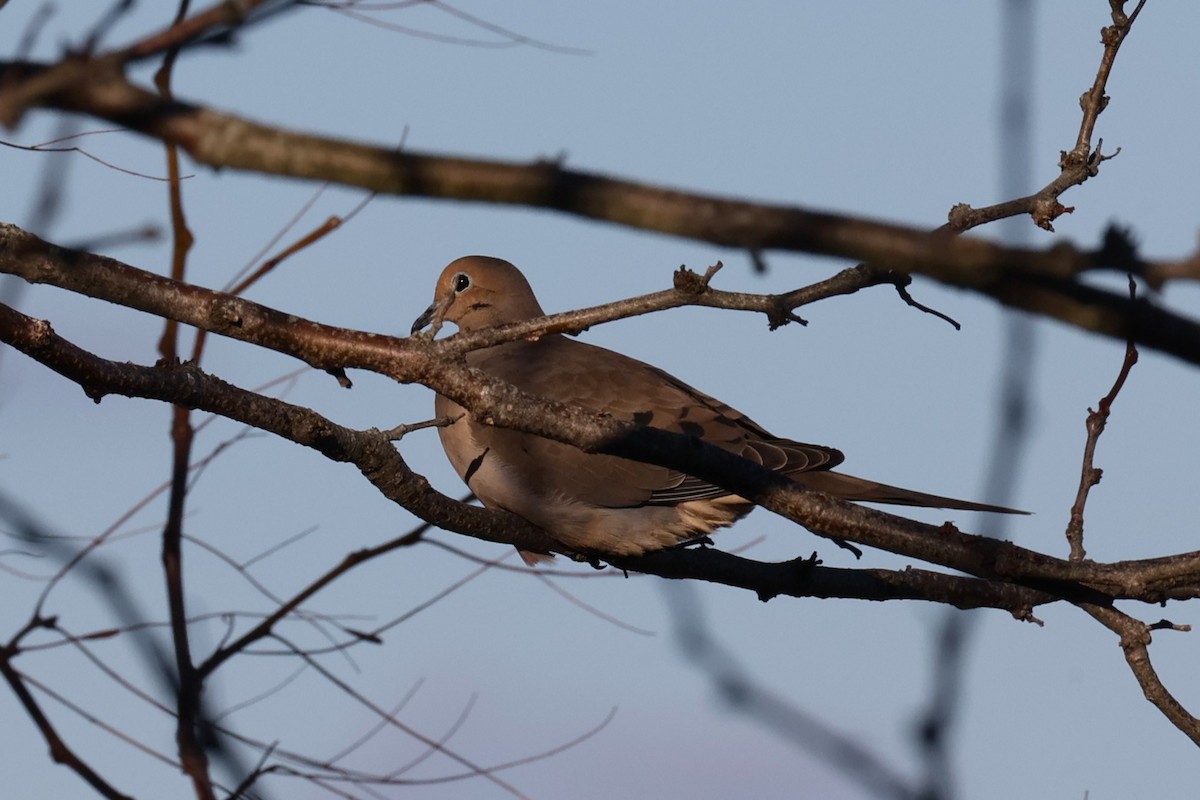 Mourning Dove - ML646821922