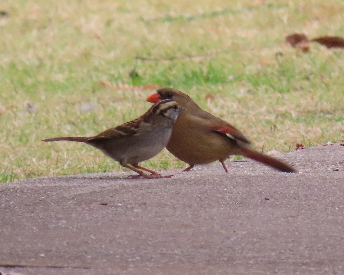 Weißkehlammer - ML646821928