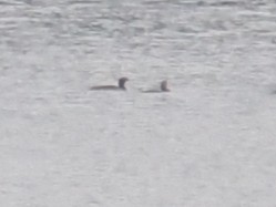 Pazifikoko aliota - ML646821932