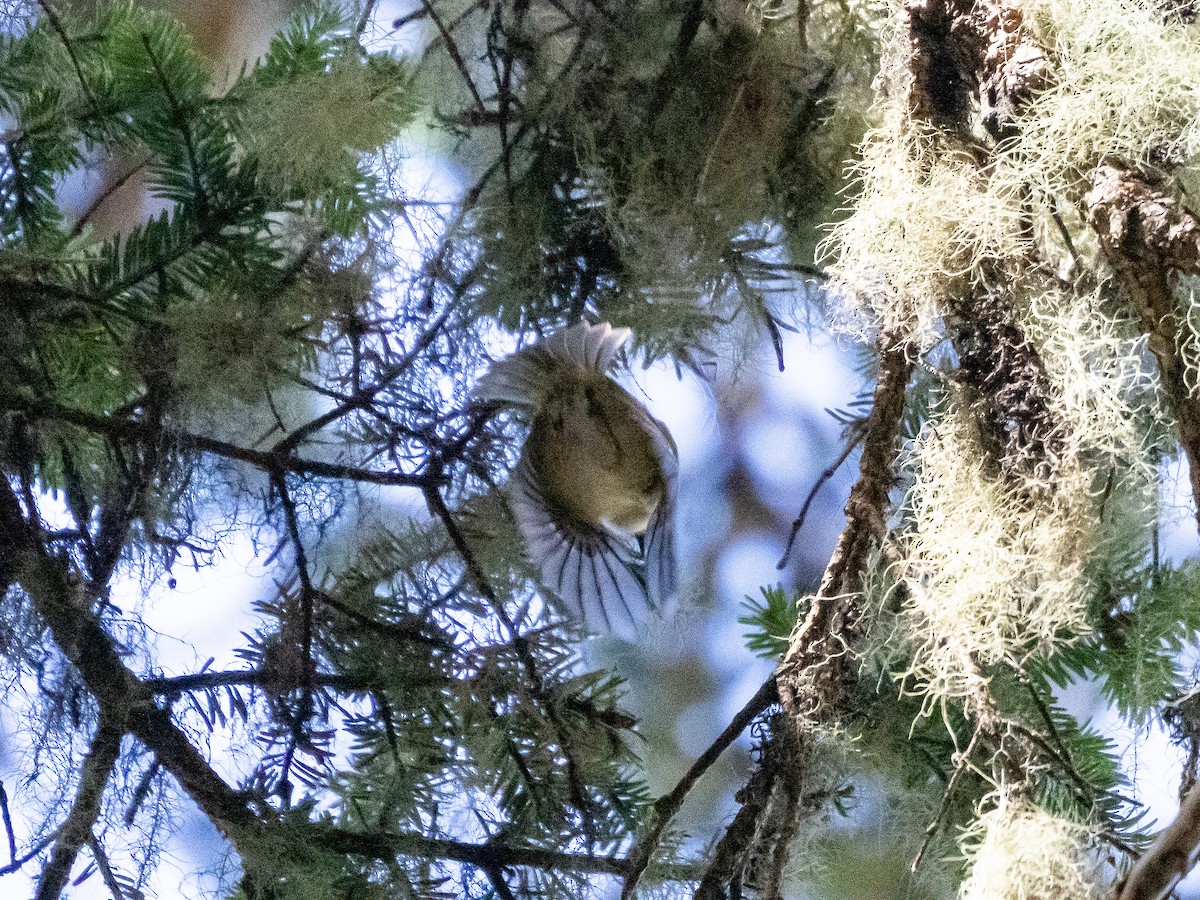 Flamecrest - ML646821933