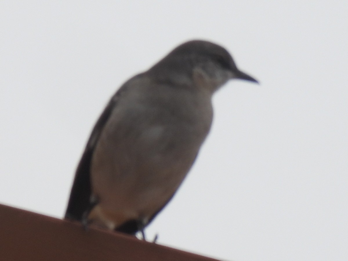 drozdec mnohohlasý - ML646821935