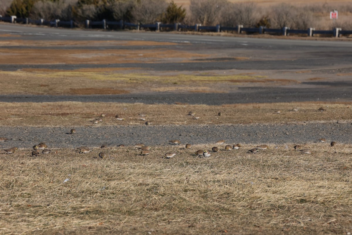 Horned Lark - ML646821937