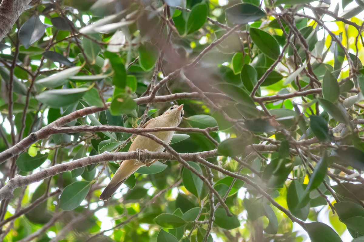 Blyth's Reed Warbler - ML646821950