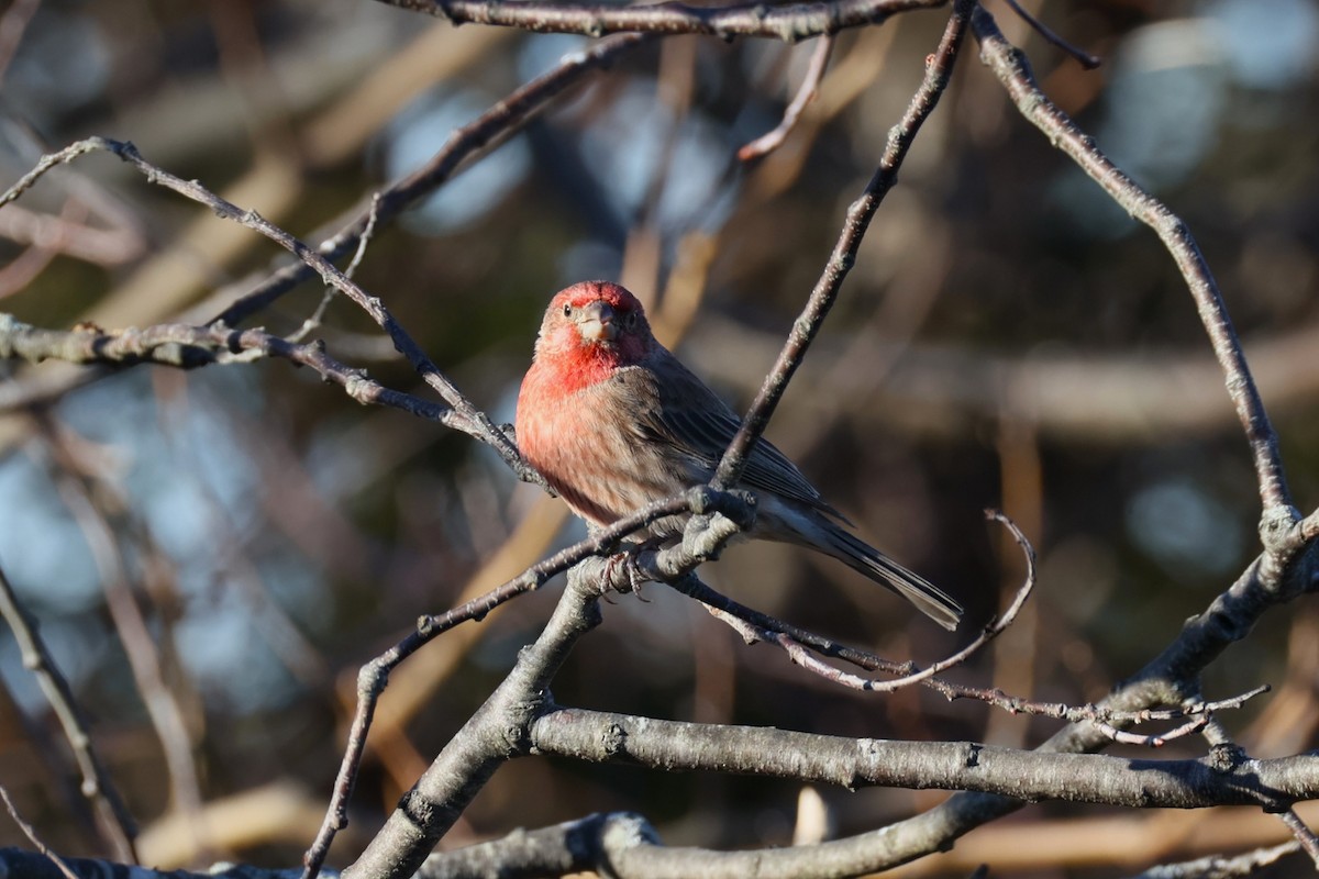 House Finch - ML646821951
