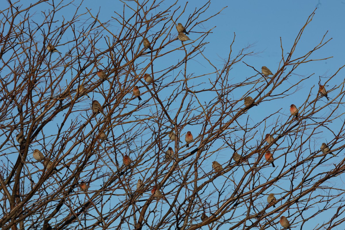 House Finch - ML646821952