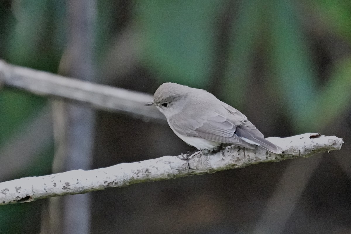 Taiga Flycatcher - ML646821953