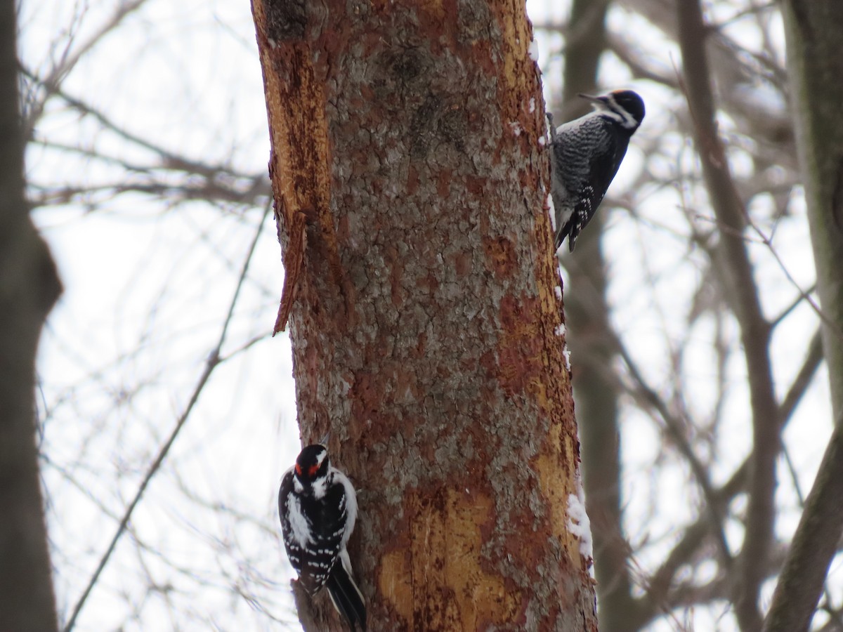 Hairy Woodpecker - ML646821954