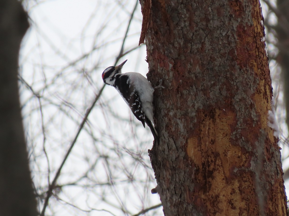 Hairy Woodpecker - ML646821955