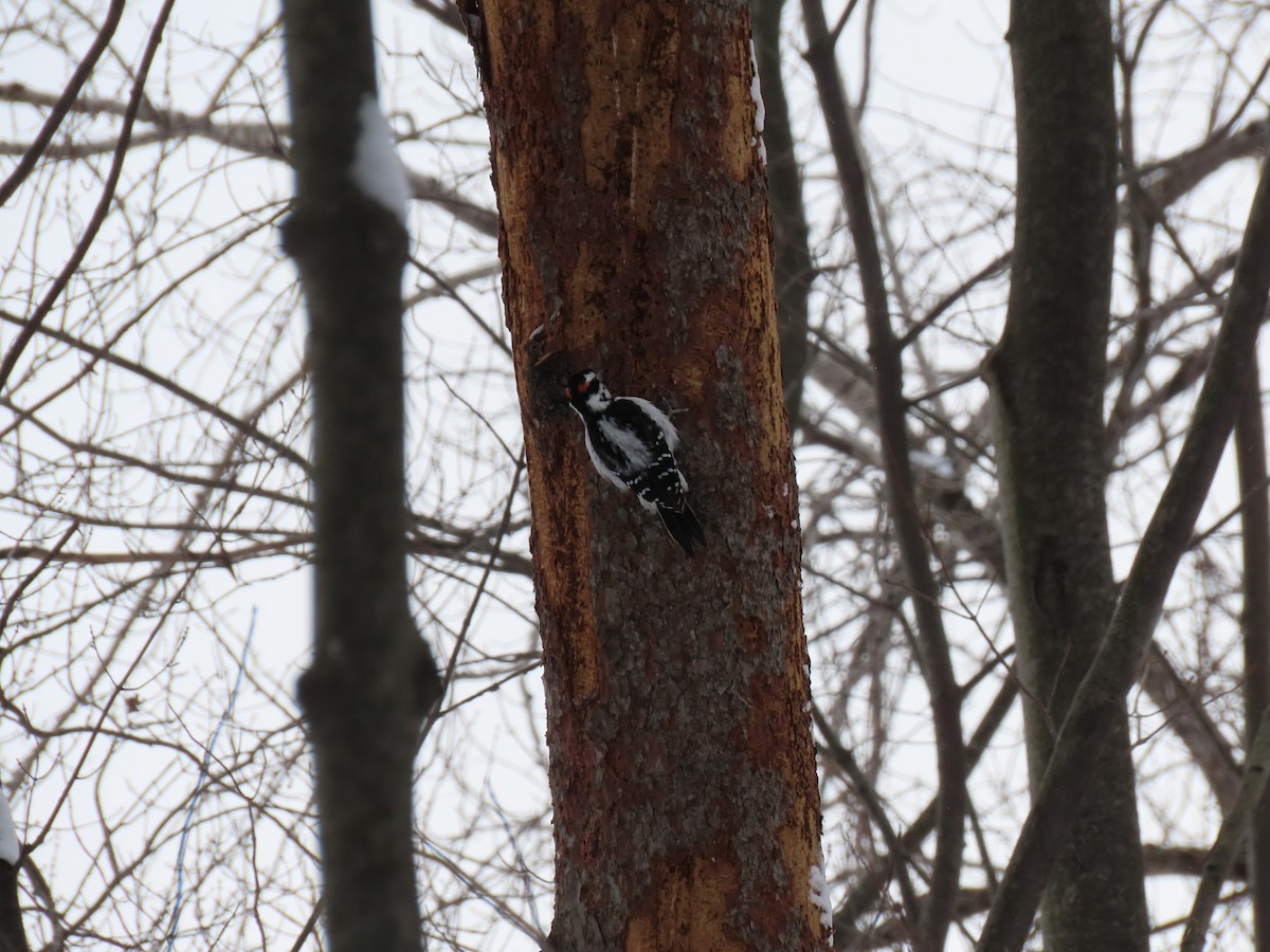 Hairy Woodpecker - ML646821956