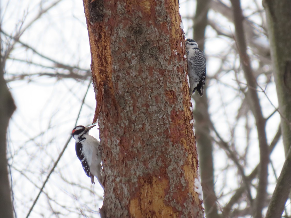 Hairy Woodpecker - ML646821957
