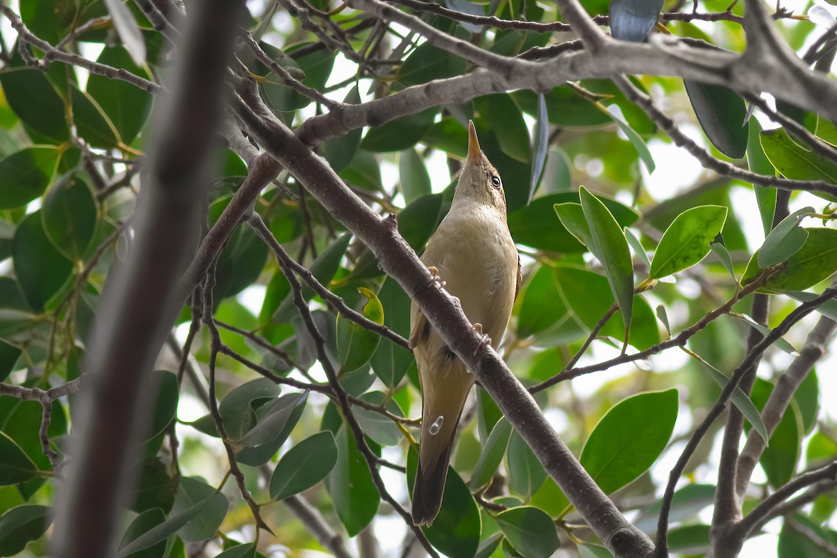 Blyth's Reed Warbler - ML646821958