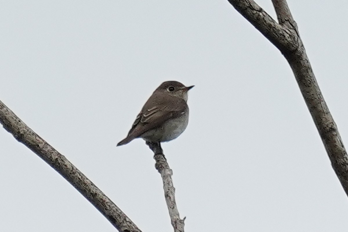 Asian Brown Flycatcher - ML646821963