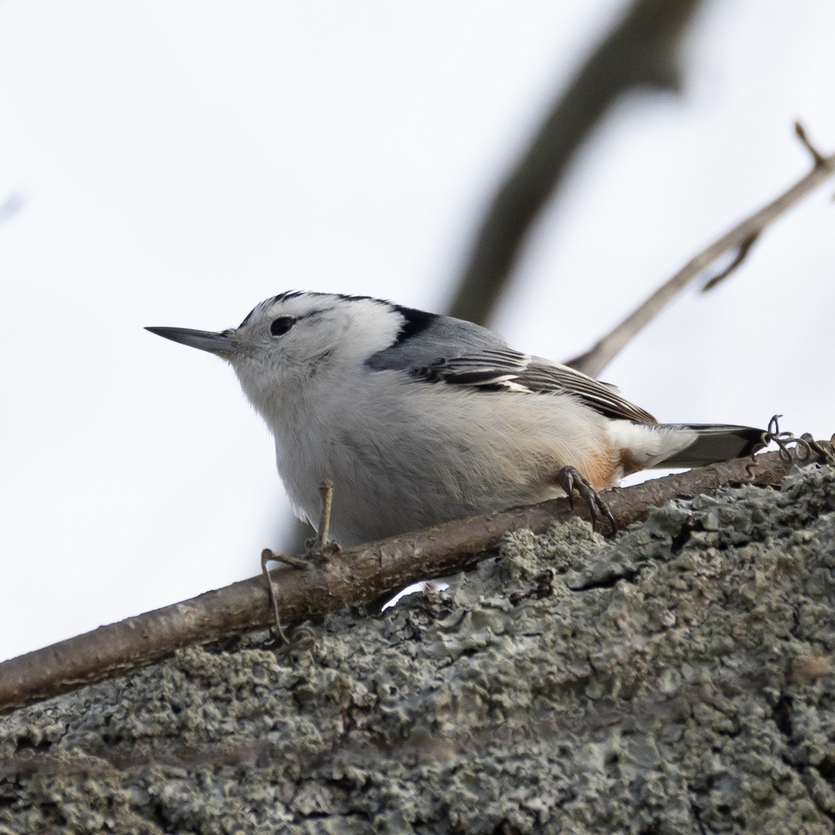 Sittelle à poitrine blanche - ML646821964