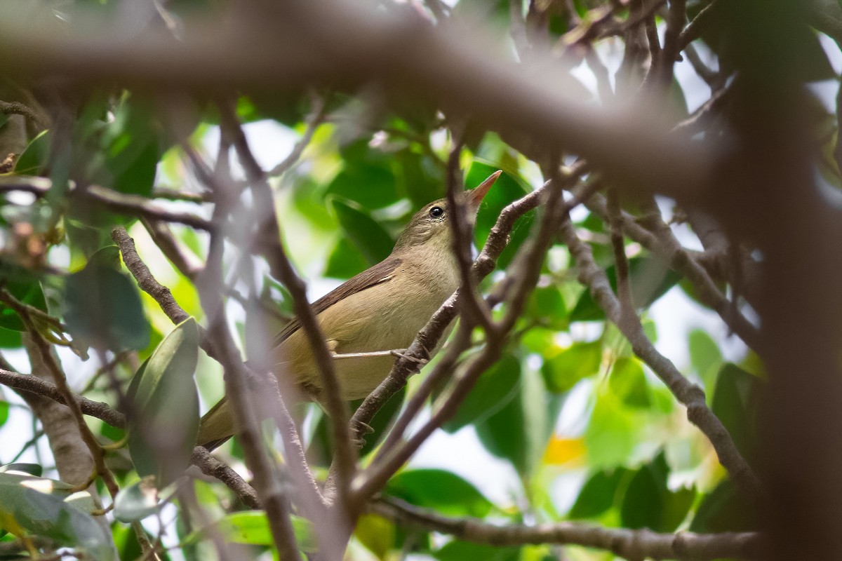 Blyth's Reed Warbler - ML646821965