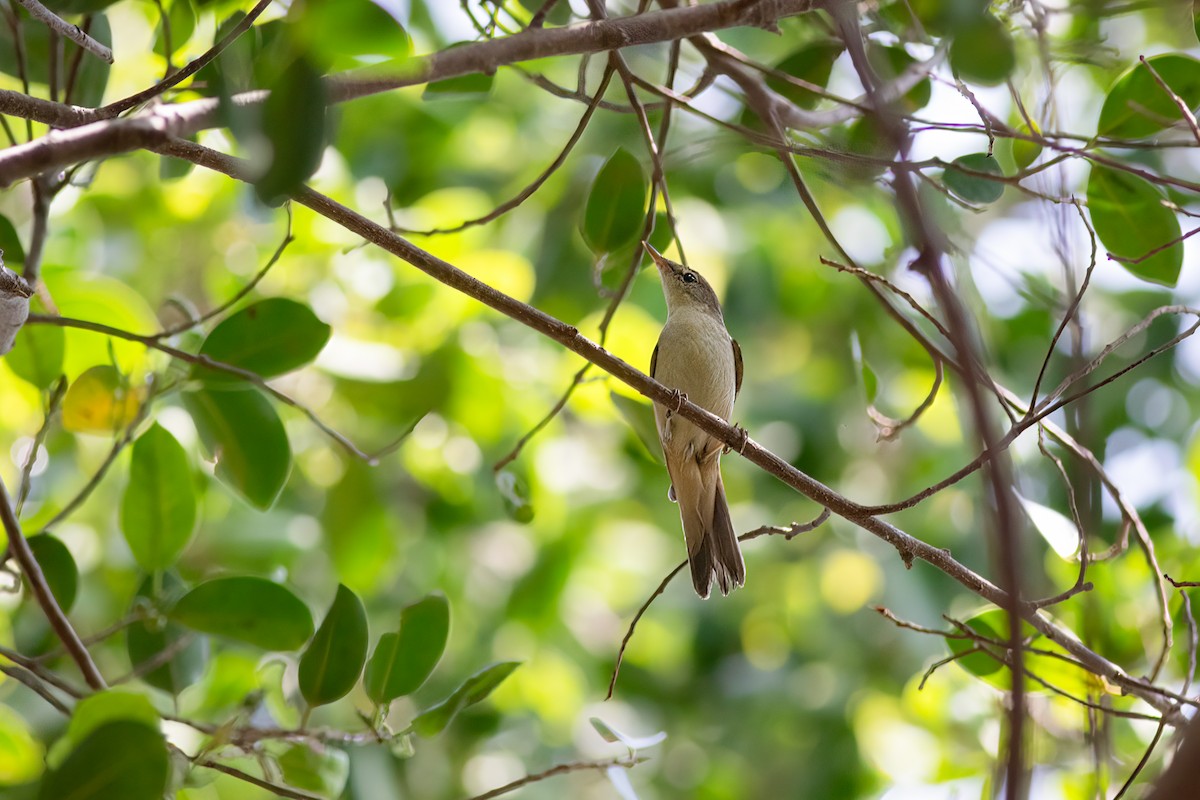 Blyth's Reed Warbler - ML646821967