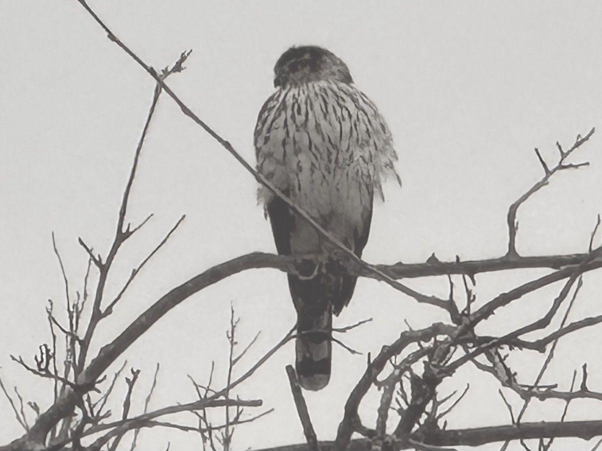 Sharp-shinned Hawk - ML646821968