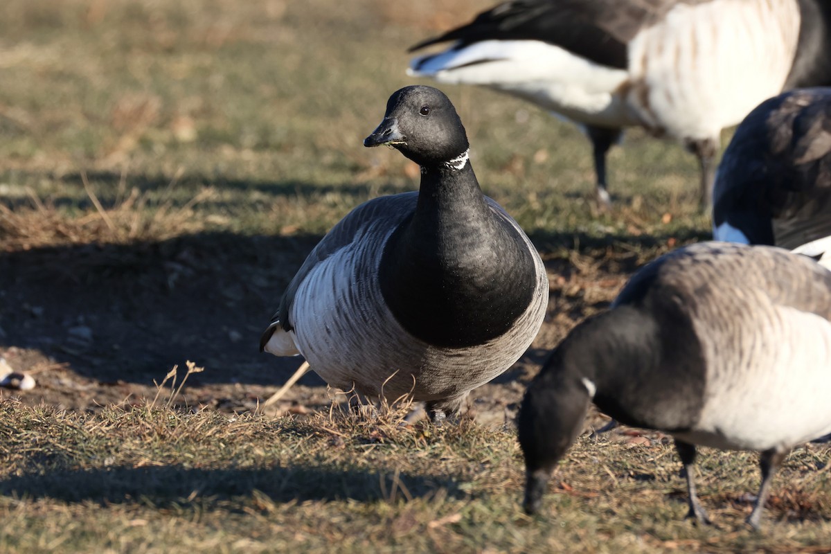 Brant - ML646821969