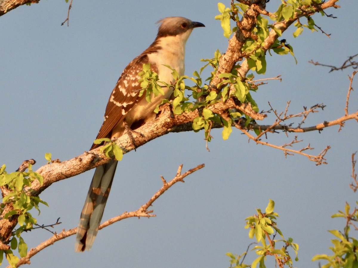 Críalo Europeo - ML646821971