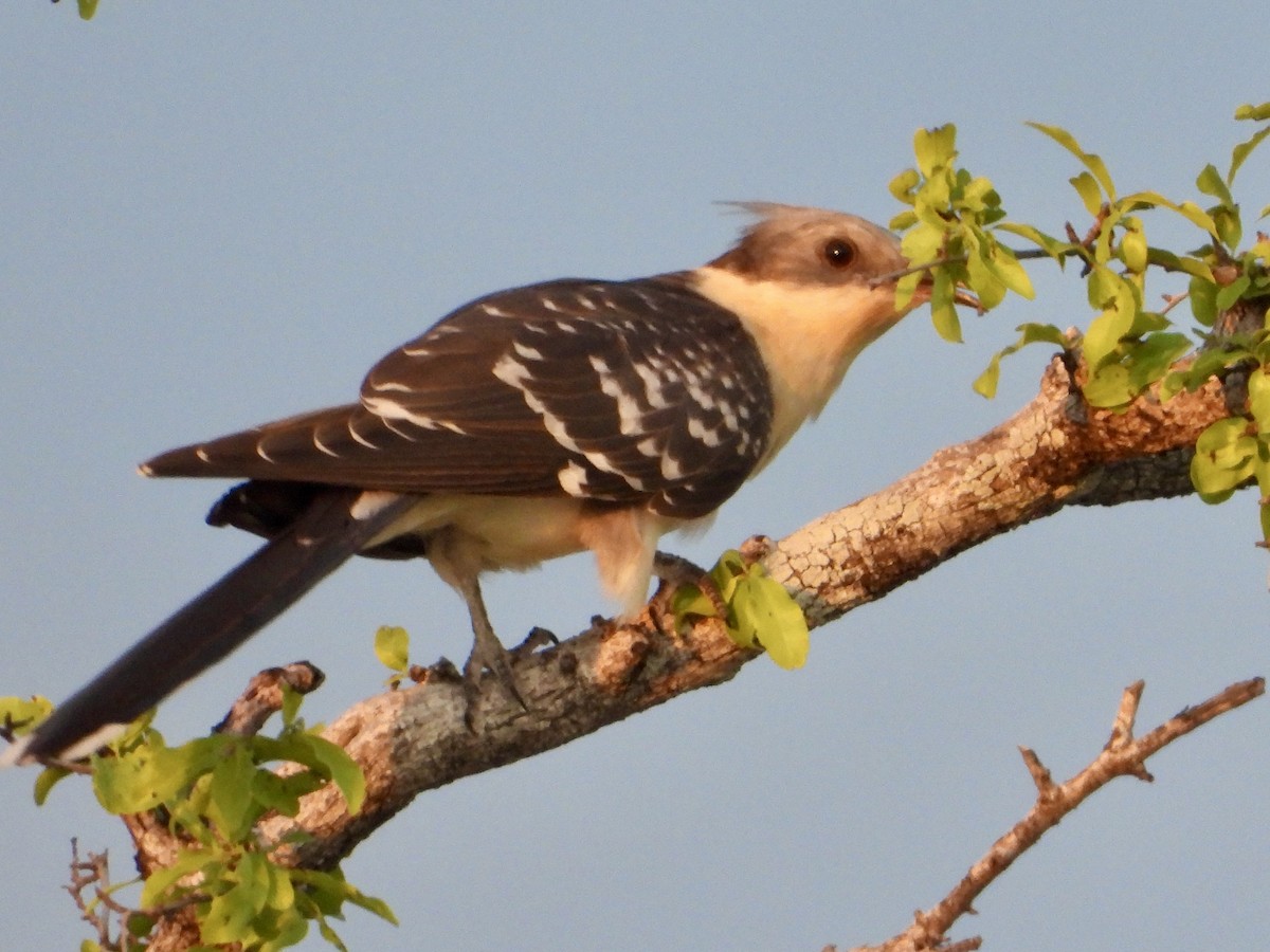 Críalo Europeo - ML646821972