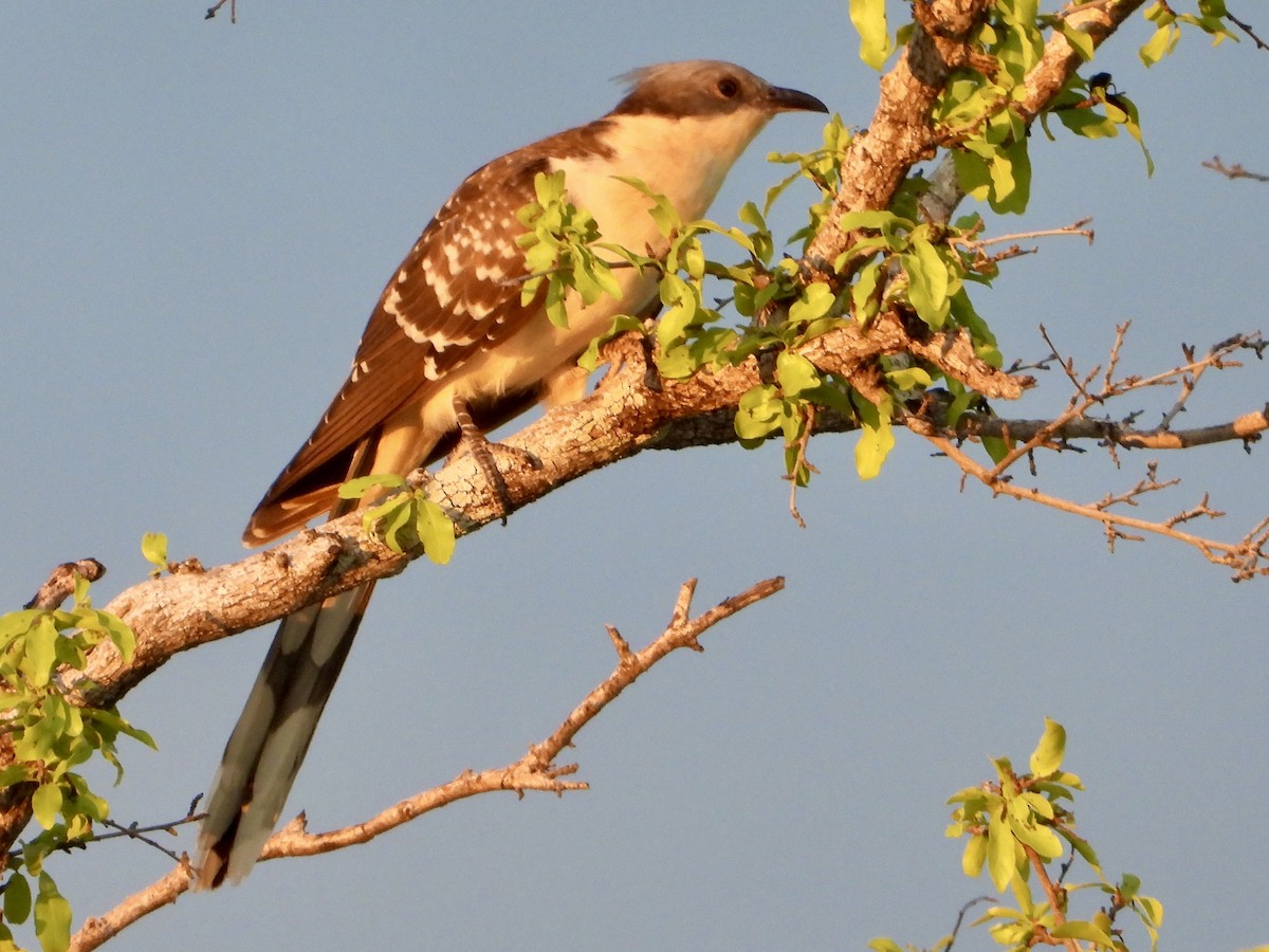 Críalo Europeo - ML646821973