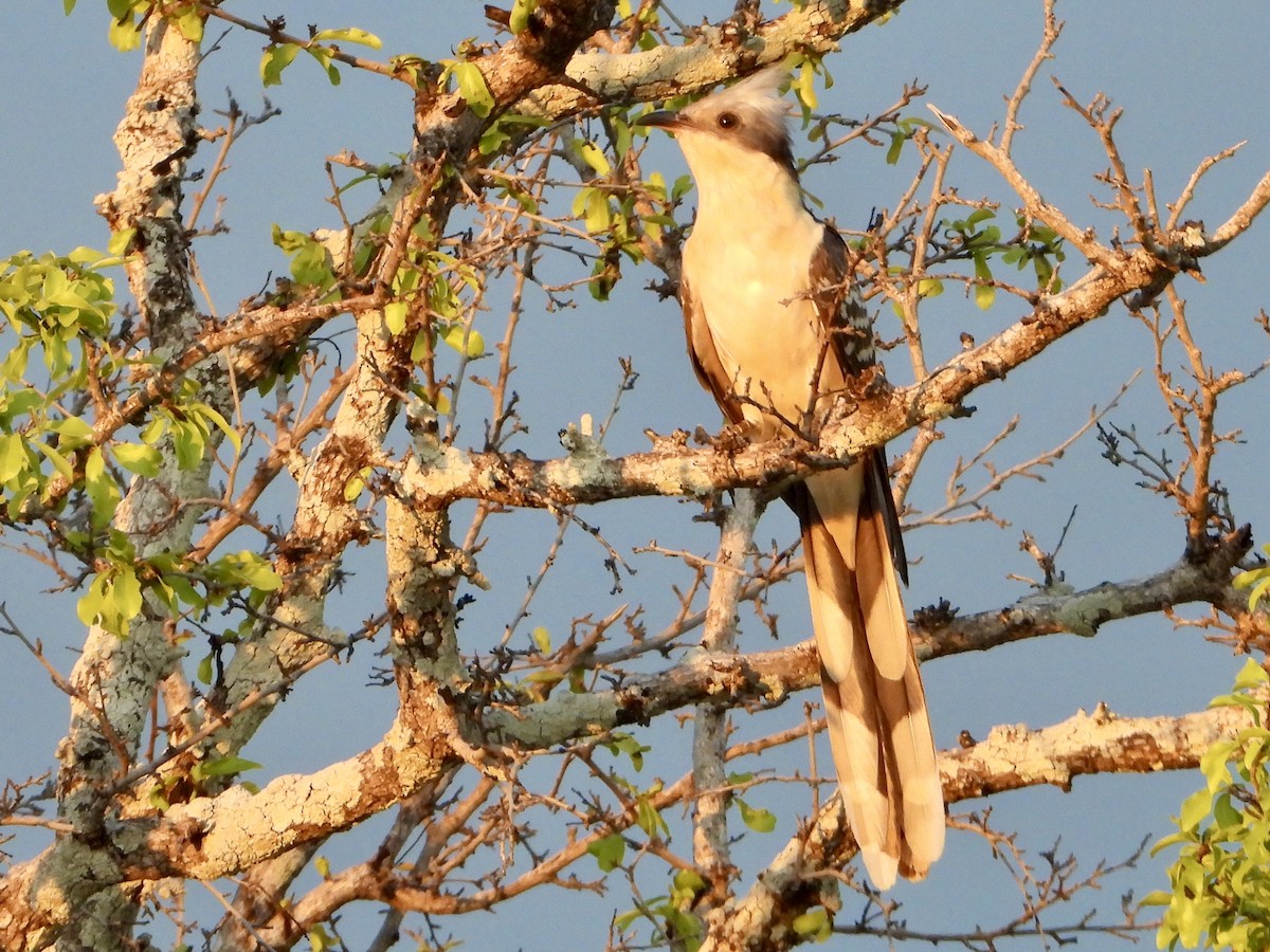 Críalo Europeo - ML646821974