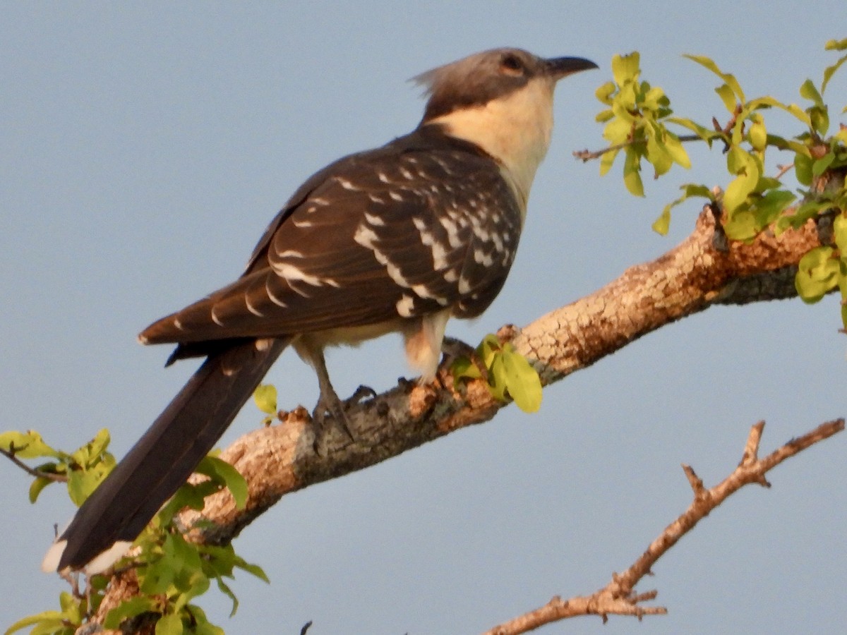 Críalo Europeo - ML646821975