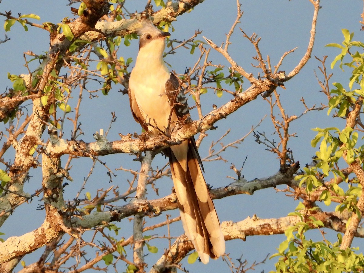 Críalo Europeo - ML646821976