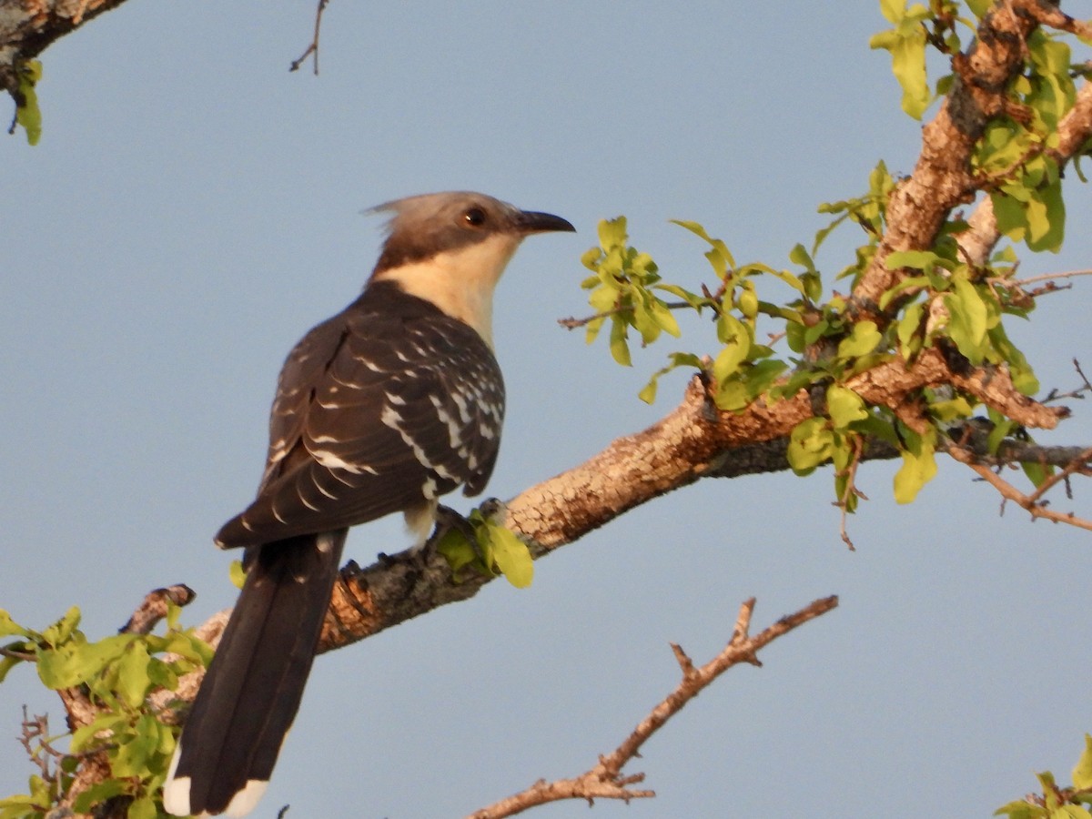 Críalo Europeo - ML646821977