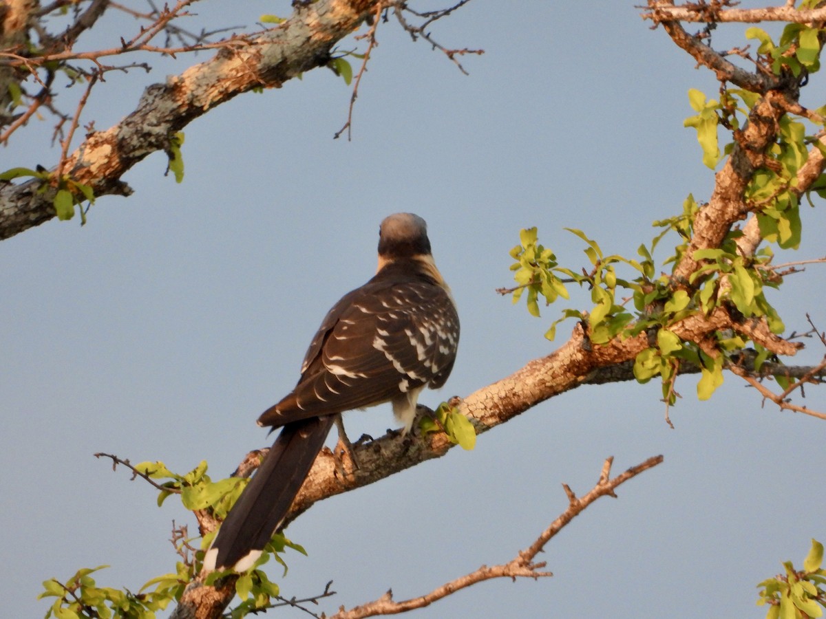 Críalo Europeo - ML646821978