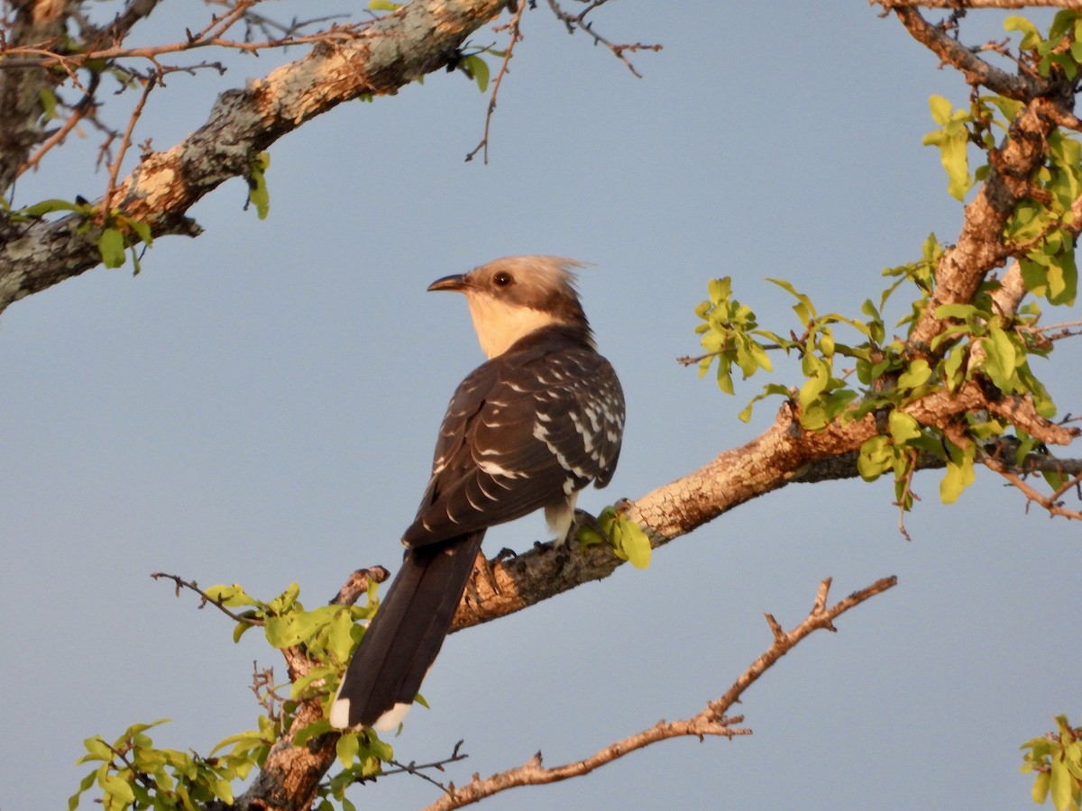 Críalo Europeo - ML646821979