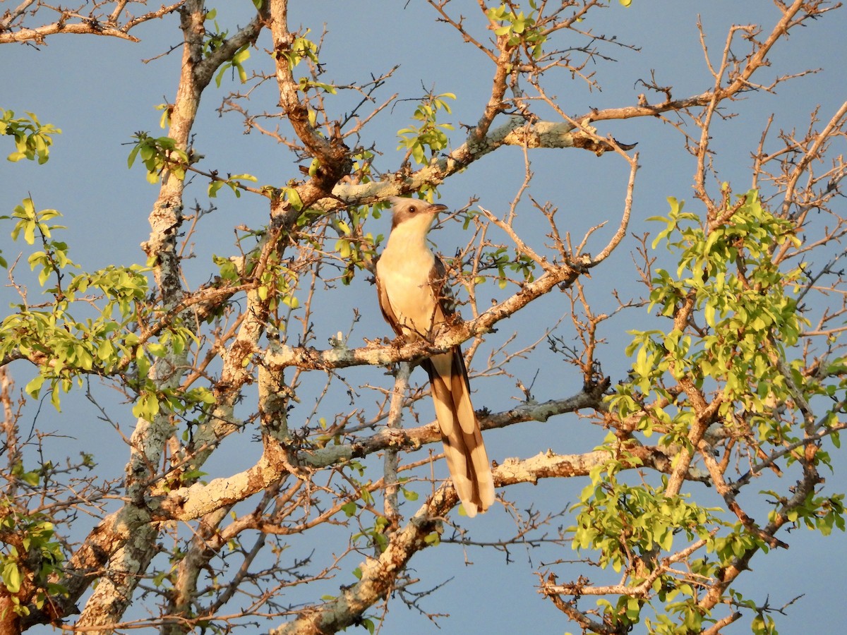 Críalo Europeo - ML646821980