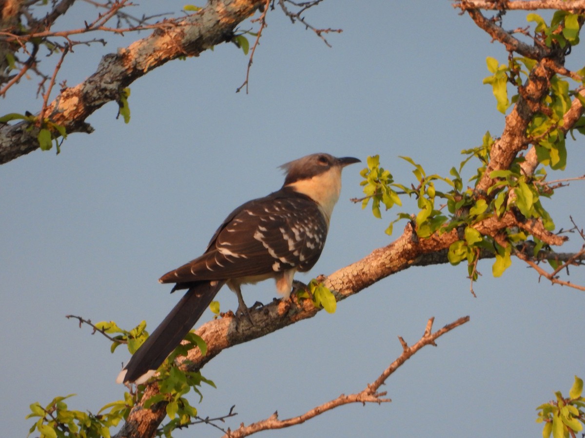 Críalo Europeo - ML646821981