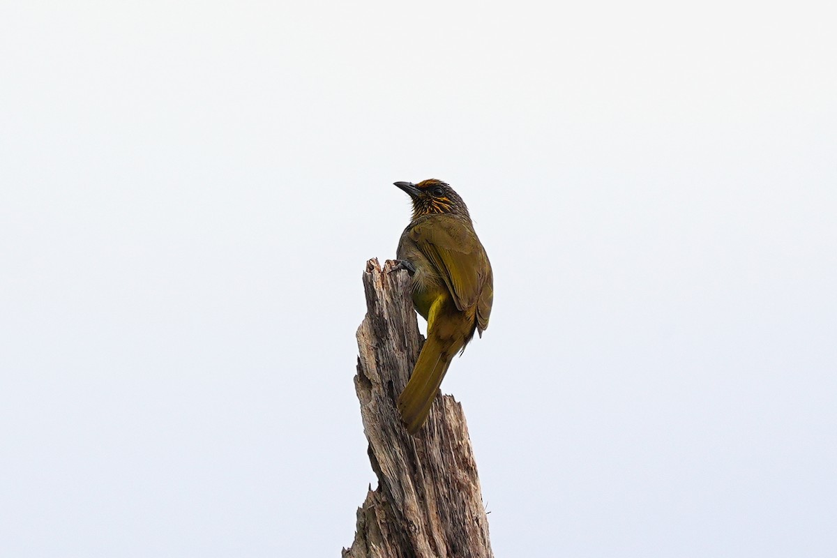 Stripe-throated Bulbul - ML646821983