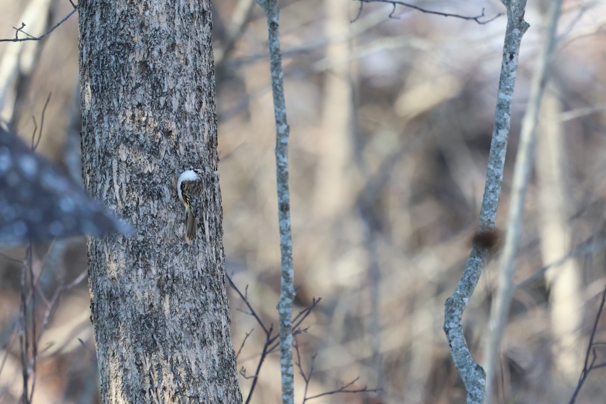 Agateador Americano - ML646821986