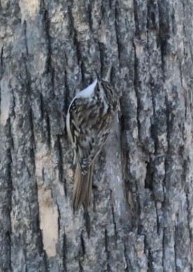 Agateador Americano - ML646821987