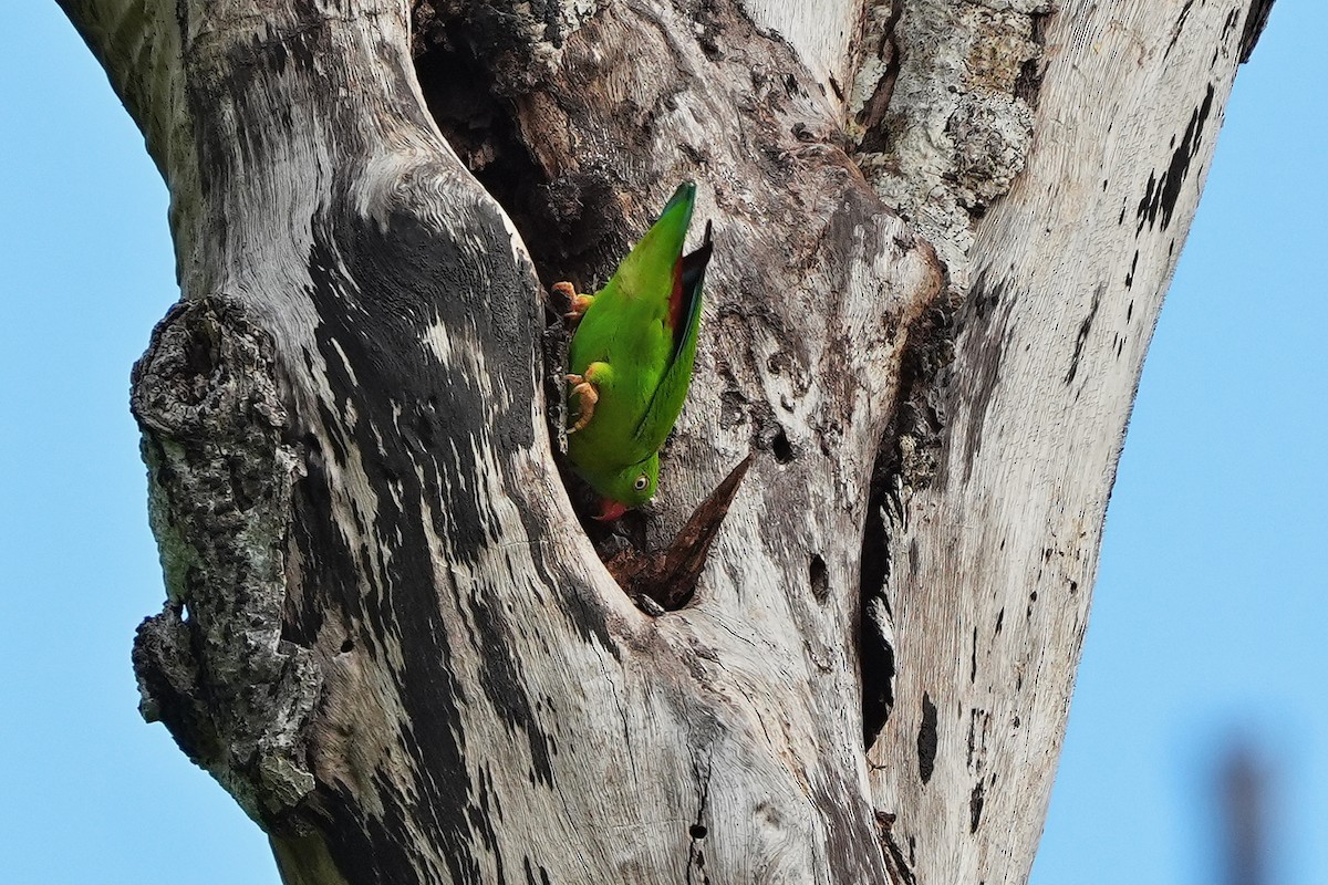 Vernal Hanging-Parrot - ML646821999