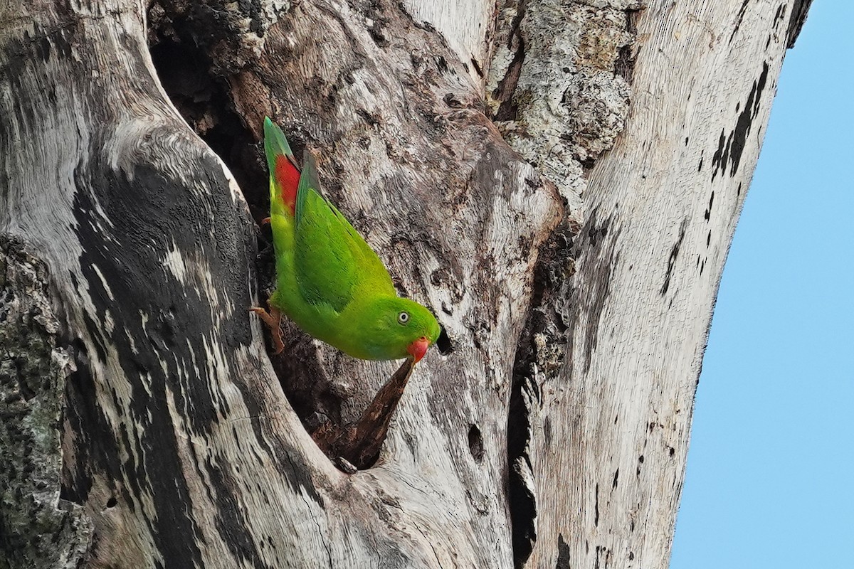 Vernal Hanging-Parrot - ML646822000