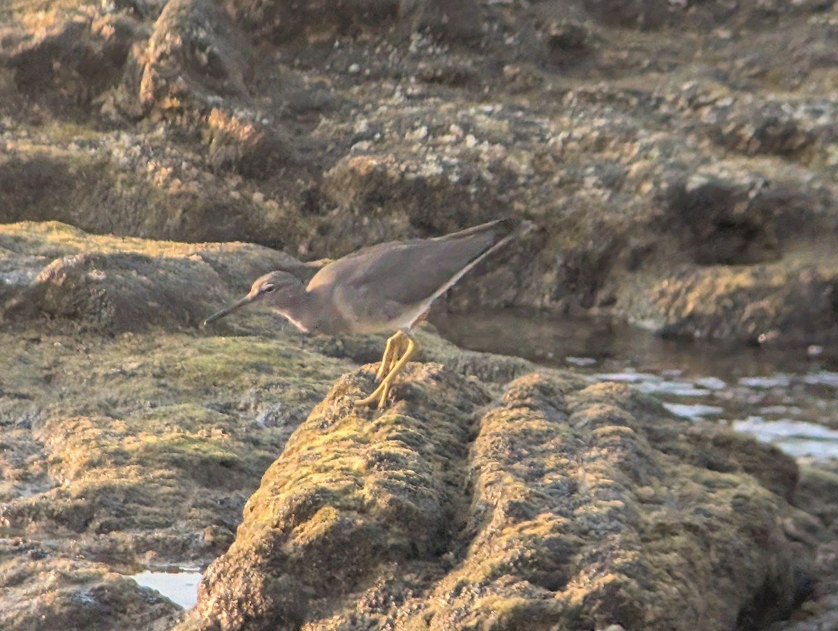 Wandering Tattler - ML646822001