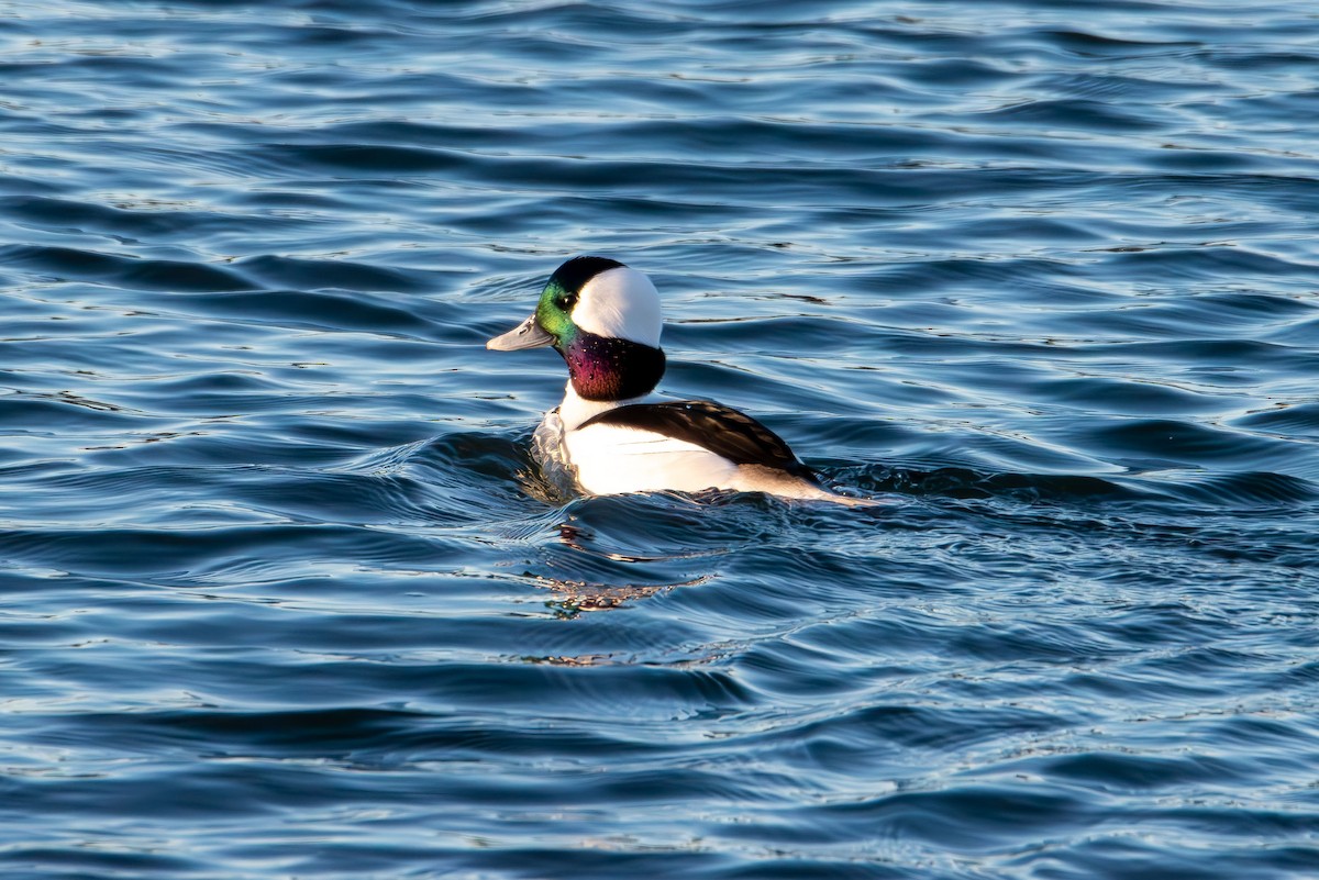 Bufflehead - ML646822002