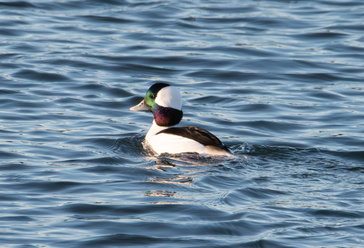 Bufflehead - ML646822003