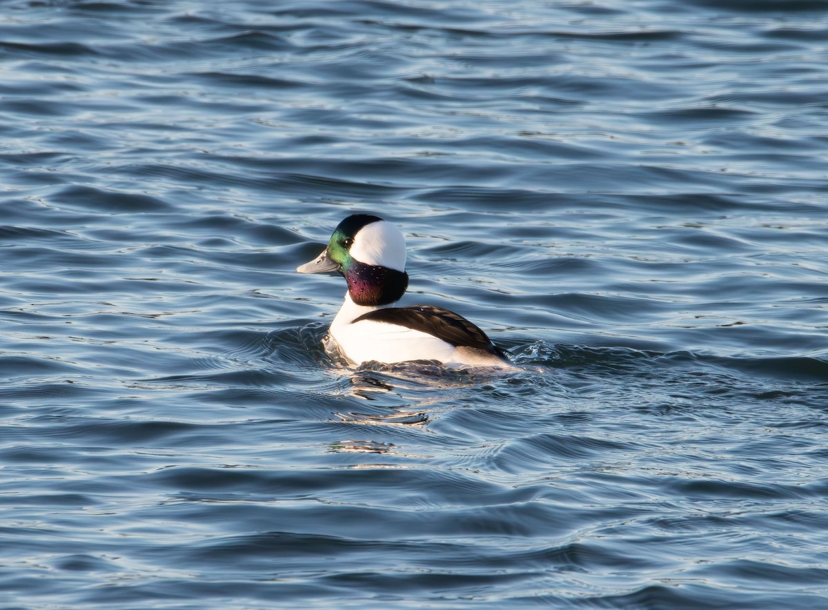 Bufflehead - ML646822005