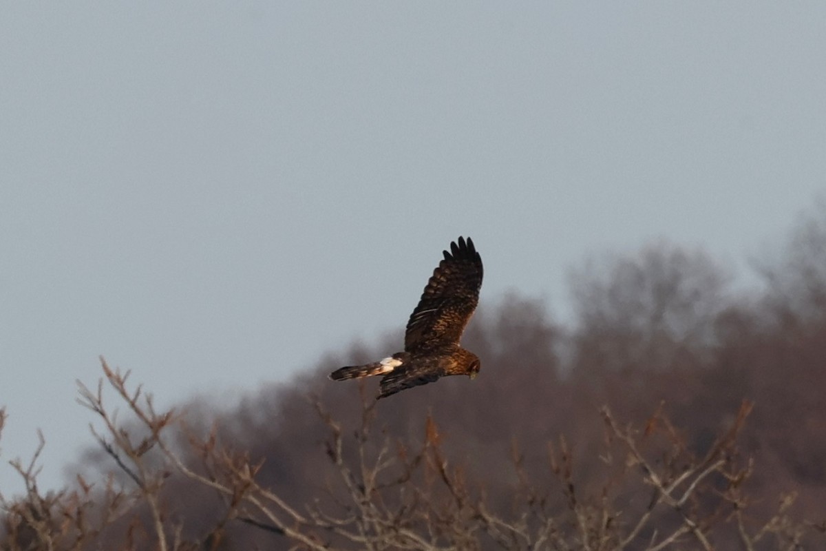 Northern Harrier - ML646822006