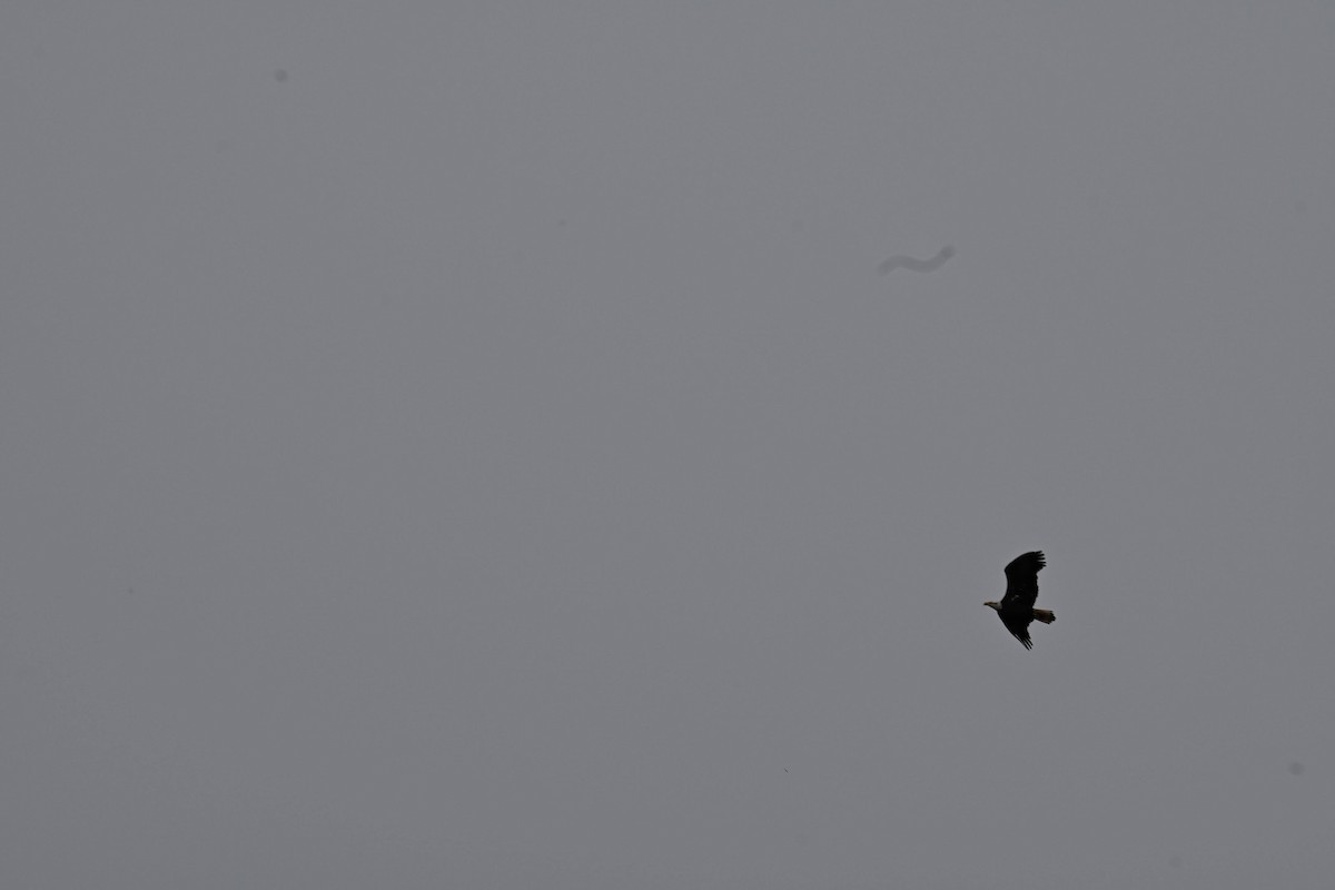 Bald Eagle - ML646822008