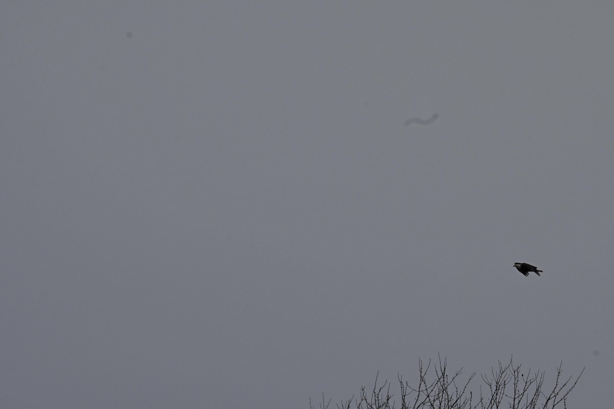 Bald Eagle - ML646822009