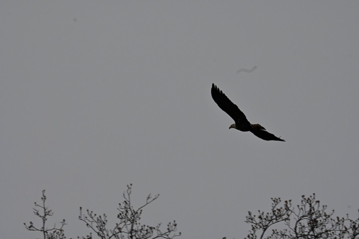 Bald Eagle - ML646822020