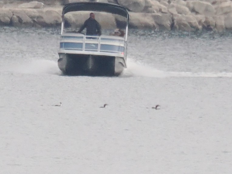 Pazifikoko aliota - ML646822021