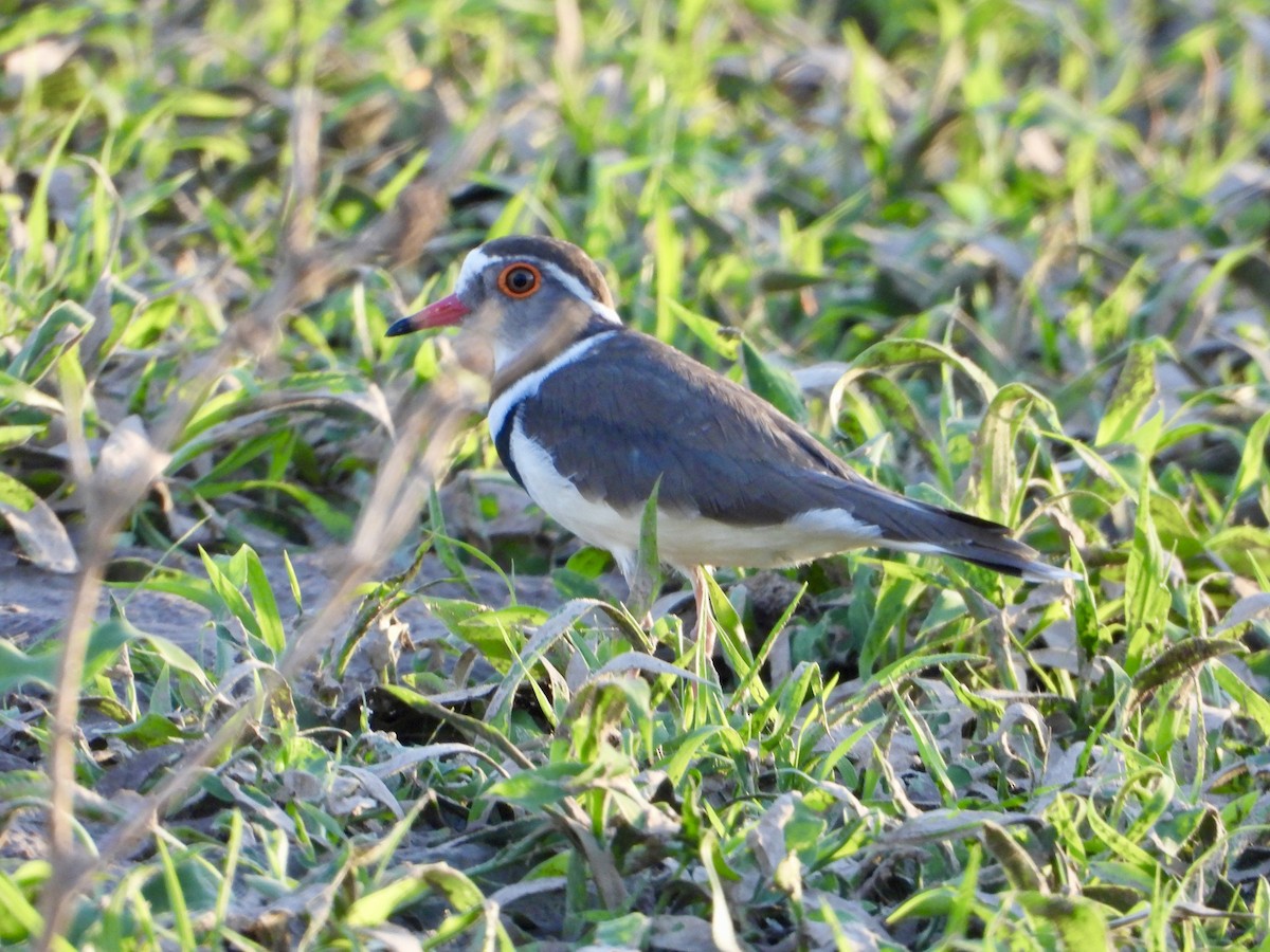 Three-banded Plover - ML646822022