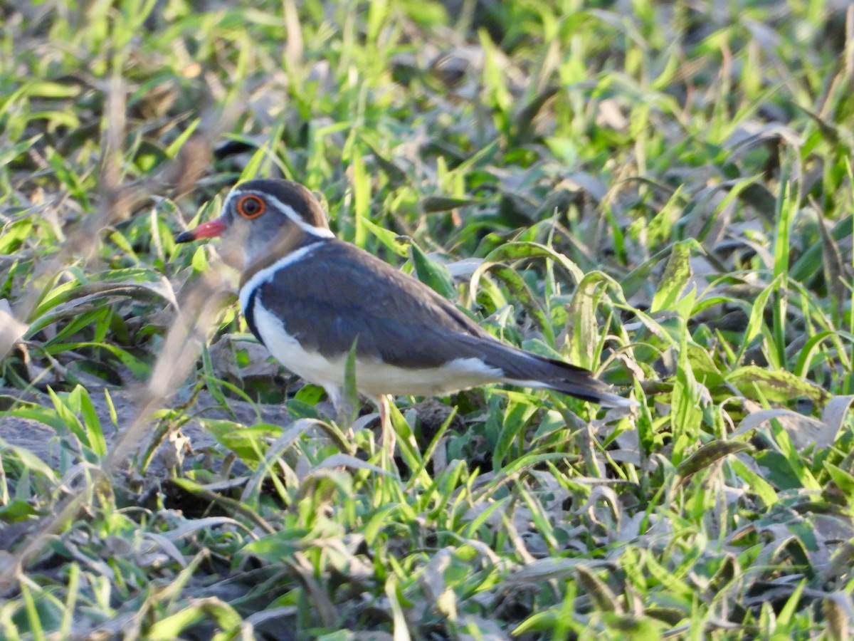 Three-banded Plover - ML646822023